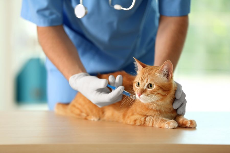 veterinarian