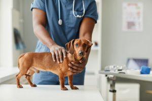 how to become a veterinarian in south africa