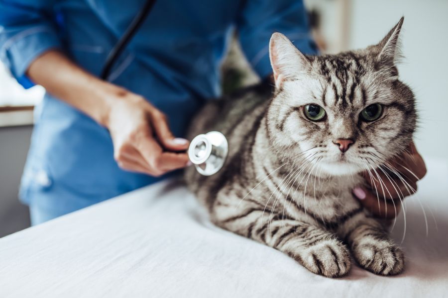 veterinarian treating a cat