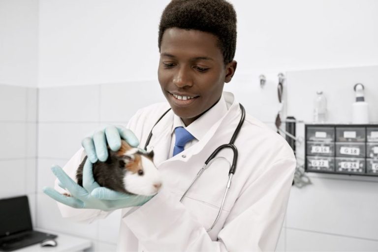 How to a Veterinarian in South Africa FundiConnect