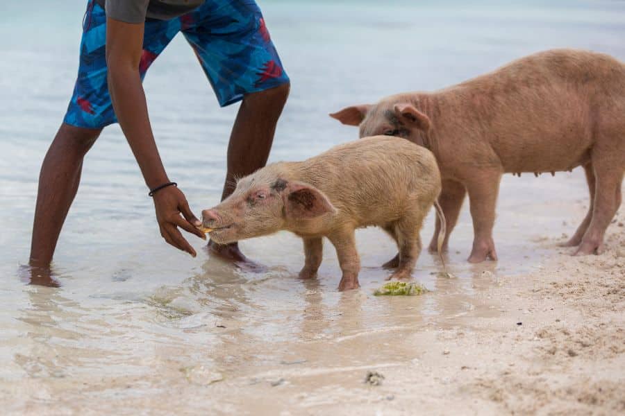 swimming with pigs in the bahamas visa-free
