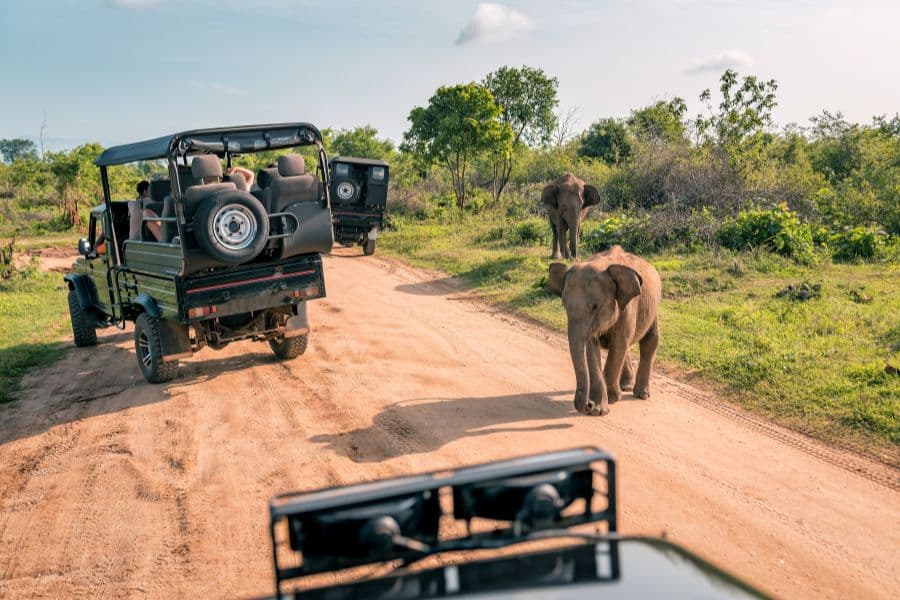 Go on A Wild Adventure at Phezulu Safari Park