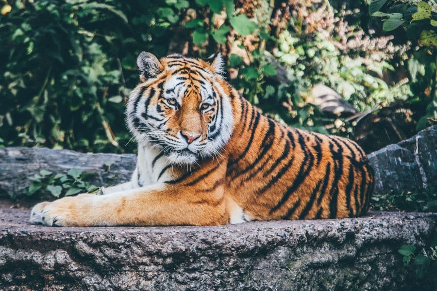 tiger at johannesburg zoo