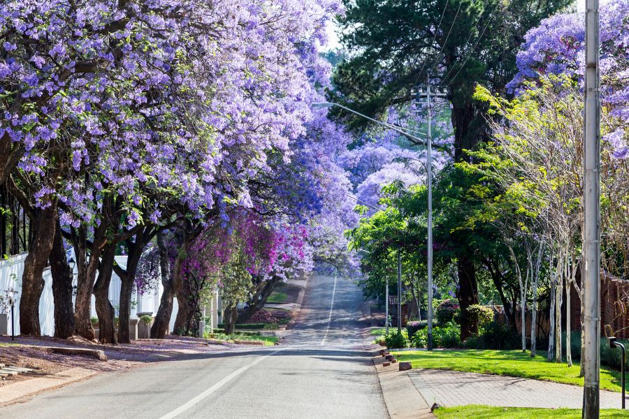jacaranda trees in pretoria